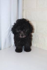J0505 Grey Poodle Plush Curly Coat Puppy