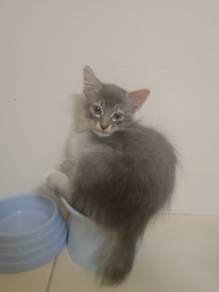 kucing free