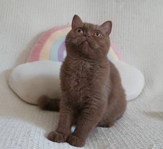 BSH Cinnamon