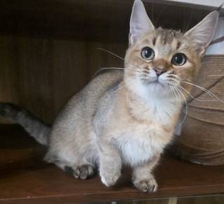 munchkin bsh female kitten 
