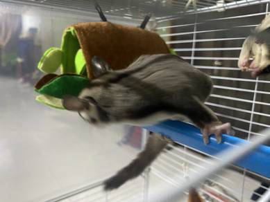 sugar glider siap sangkar