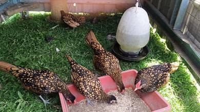 Ayam batik gold