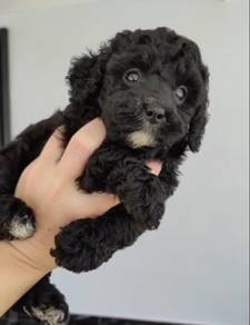 Black poodle