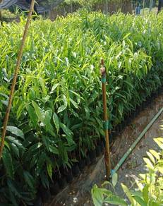 Anak pokok gaharu