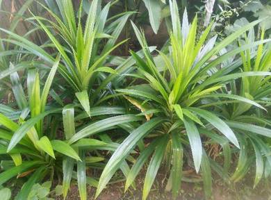 Pandan Leaf / Daun Pandan