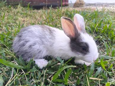 Ordinary rabbit 🐇