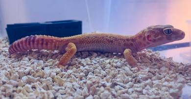 Leopard Gecko - Macksnow