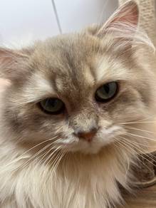 BLH Cat for Sale