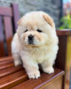 Chow Chow puppies n