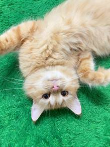 Kucing Parsi jinak