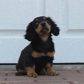 HHHT_BP3000 Dachshund long haired BT color PUPPY