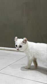 american curl