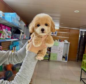 Teacup poodle -Girl 