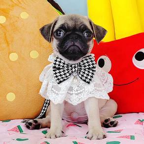 Pug