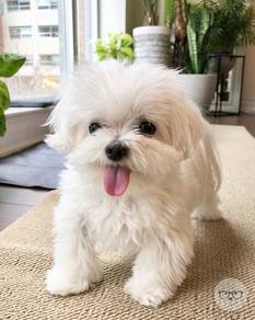 Loveable Maltese Marshallow Puppy Puppy Dog