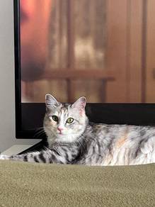 Kucing untuk dilepaskan | Dah Kasi | Complete Vacc