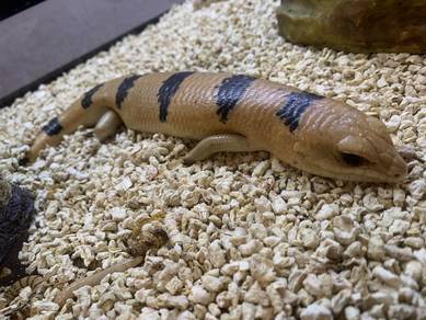 Peter Banded Skink