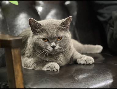 BSH ADULT Male