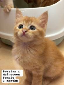 Persian + Mainecoon Untuk Dijual !!