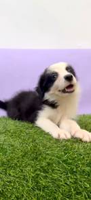 Border collie MKA CERTIFICATE MICROCHIP
