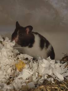 Adult Syrian Hamster - Rehoming 