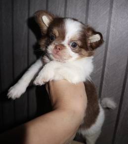 CHIHUAHUA PUPPIES 205 🌷Head Apple Cute Dog