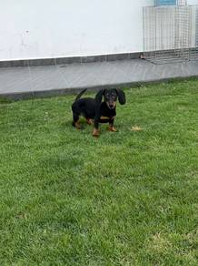 Female Dachshund puppy