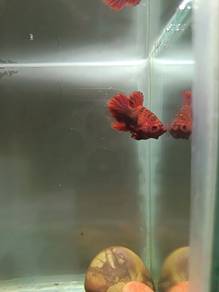 betta fish