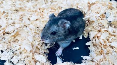 hamster winter White tiger