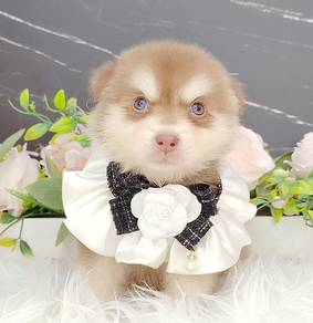 Pomsky