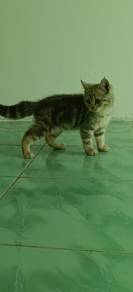 American shorthair 