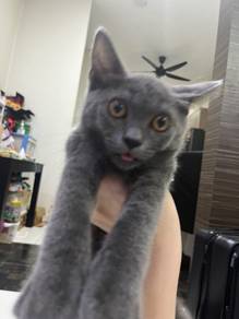 BSH 4 month