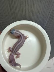 African fat tail gecko