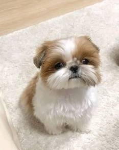 J6851 Tiny ShihTzu Short Nose Round Face Less Shed