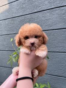 poodle