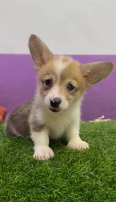 Corgi female mka 2 months old