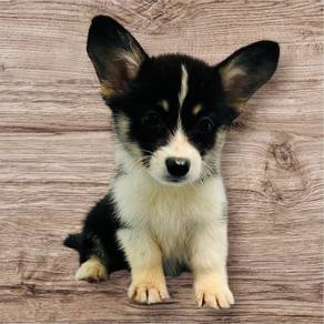Corgi black tri color female