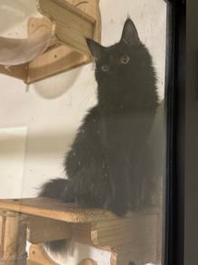 Mix Mainecoon