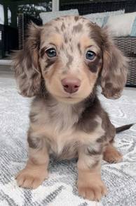 Bundle-of-joy Daschund / Premium Sausage / Long Bo