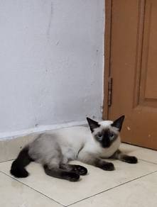 Siamese Male 7bulan