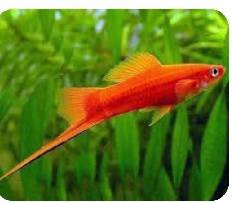 Swordtail fish