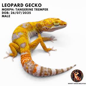 Leopard Gecko Tangerine Tremper Johor Bahru Cicak