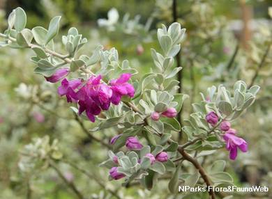 Leucophyllum Frutescens / Ash Plant / Texas Ranger