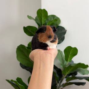 American guinea pig tikus belanda