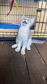 Kucing BSH