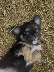 black and white Chihuahua ~7