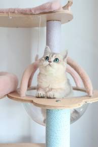 British shorthair blue golden shaded female
