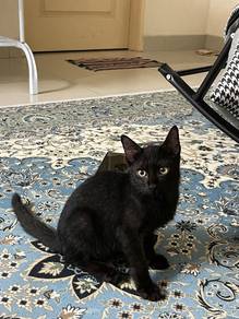 Cat For Rehome