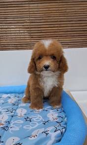 Parti Poodle Puppy 