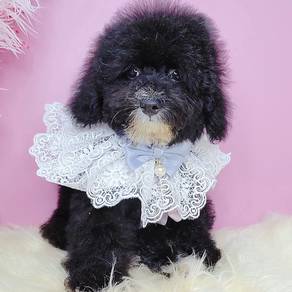 Toy Poodle